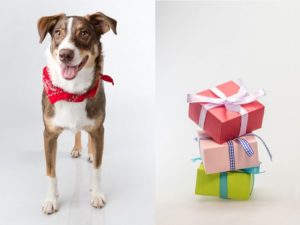 The Top 5 Gifts for Dog Lovers in 2022