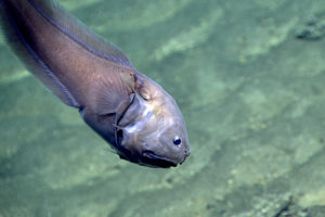 What are the characteristics of the bony-eared assfish?