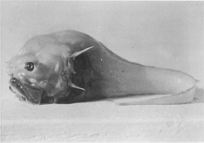 Bony-eared assfish – who thought of this name? How come …